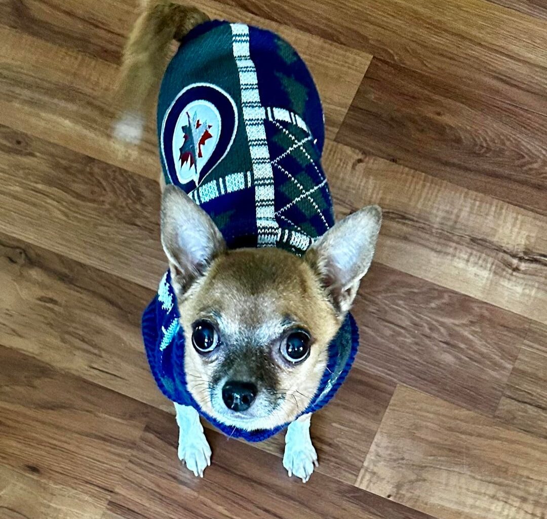 The Littlest Faithful Jets Fan