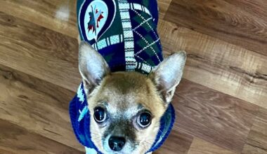 The Littlest Faithful Jets Fan