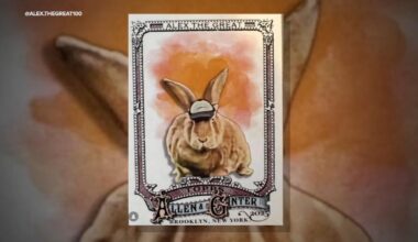 Beloved SF Giants therapy bunny, Alex the Great, immortalized as a baseball card