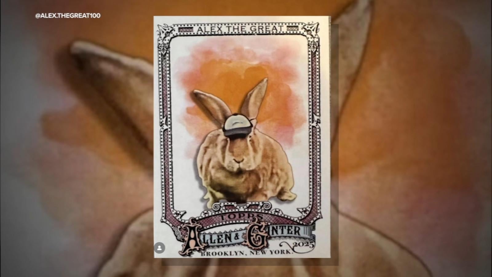 Beloved SF Giants therapy bunny, Alex the Great, immortalized as a baseball card