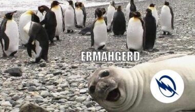 Pittsburgh Butler Birds tomorrow.