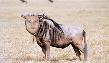 All hail the Hildebeest