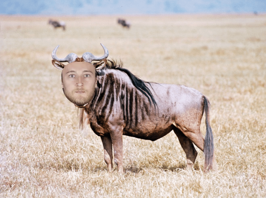 All hail the Hildebeest