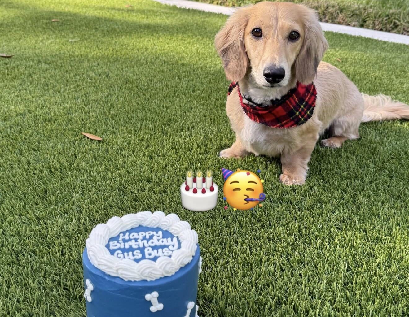 Aaron Judge celebrates his dog Gus birthday