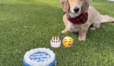 Aaron Judge celebrates his dog Gus birthday