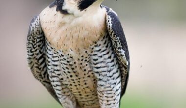 It’s that time, fun facts about Peregrine Falcons