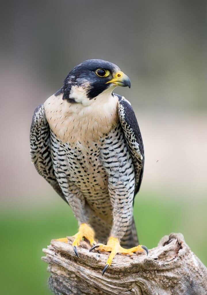 It’s that time, fun facts about Peregrine Falcons