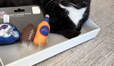 Kitty is a Bill’s fan! Is the toy a bottle of beer or hot sauce?