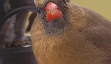 A cardinal wondering wtf is wrong with this organization.