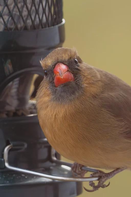 A cardinal wondering wtf is wrong with this organization.