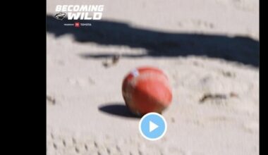 Ope, the Wild deleted this tweet