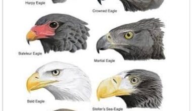 Petition to make this an actual eagle subreddit until someone else is calling plays on offense.