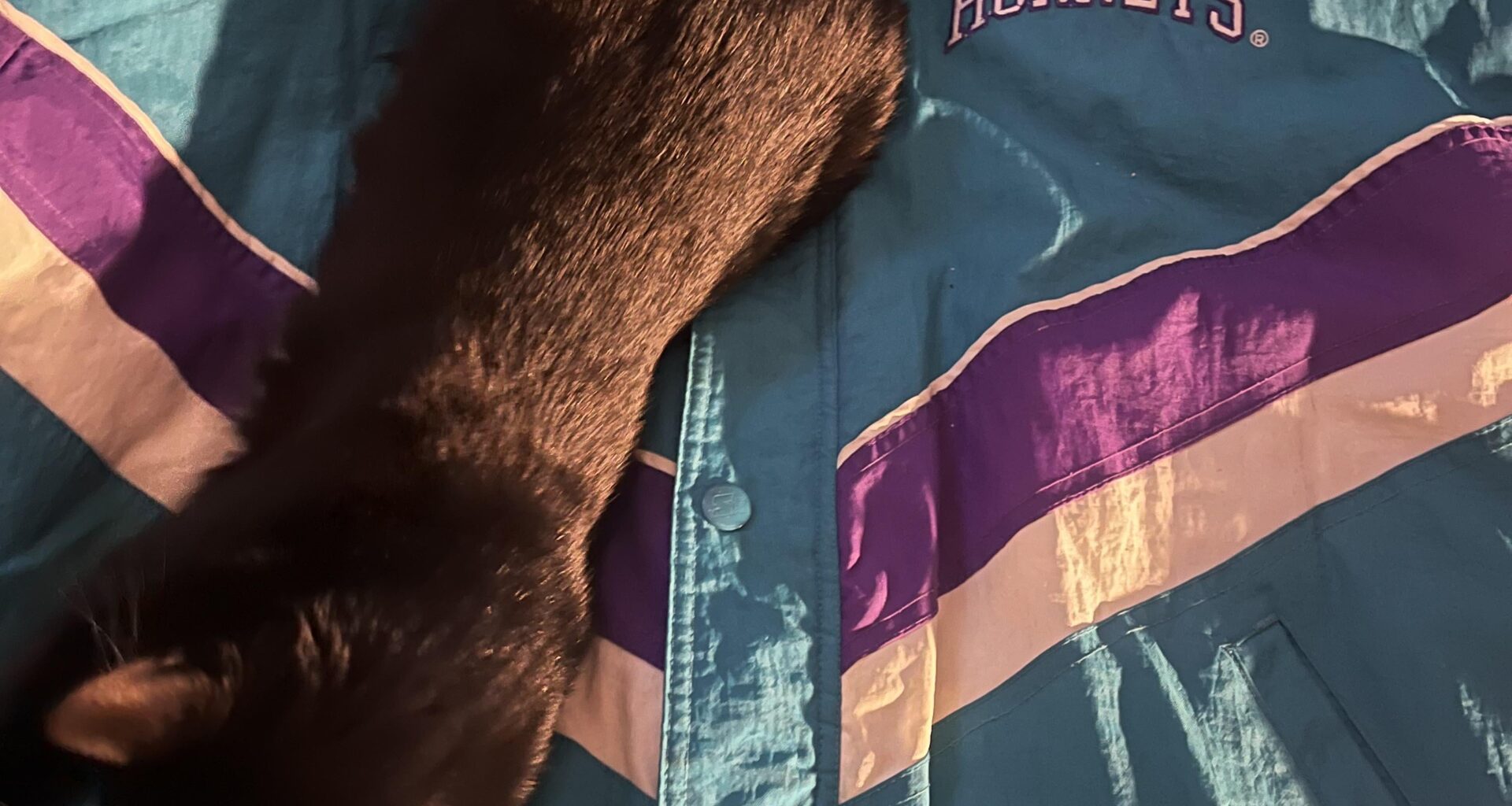 Hornets getting the W ft my cat co-sign