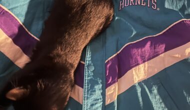 Hornets getting the W ft my cat co-sign