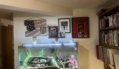 Hung up our all of our VGK on the wall, just to hear today Whitecloud gets traded!