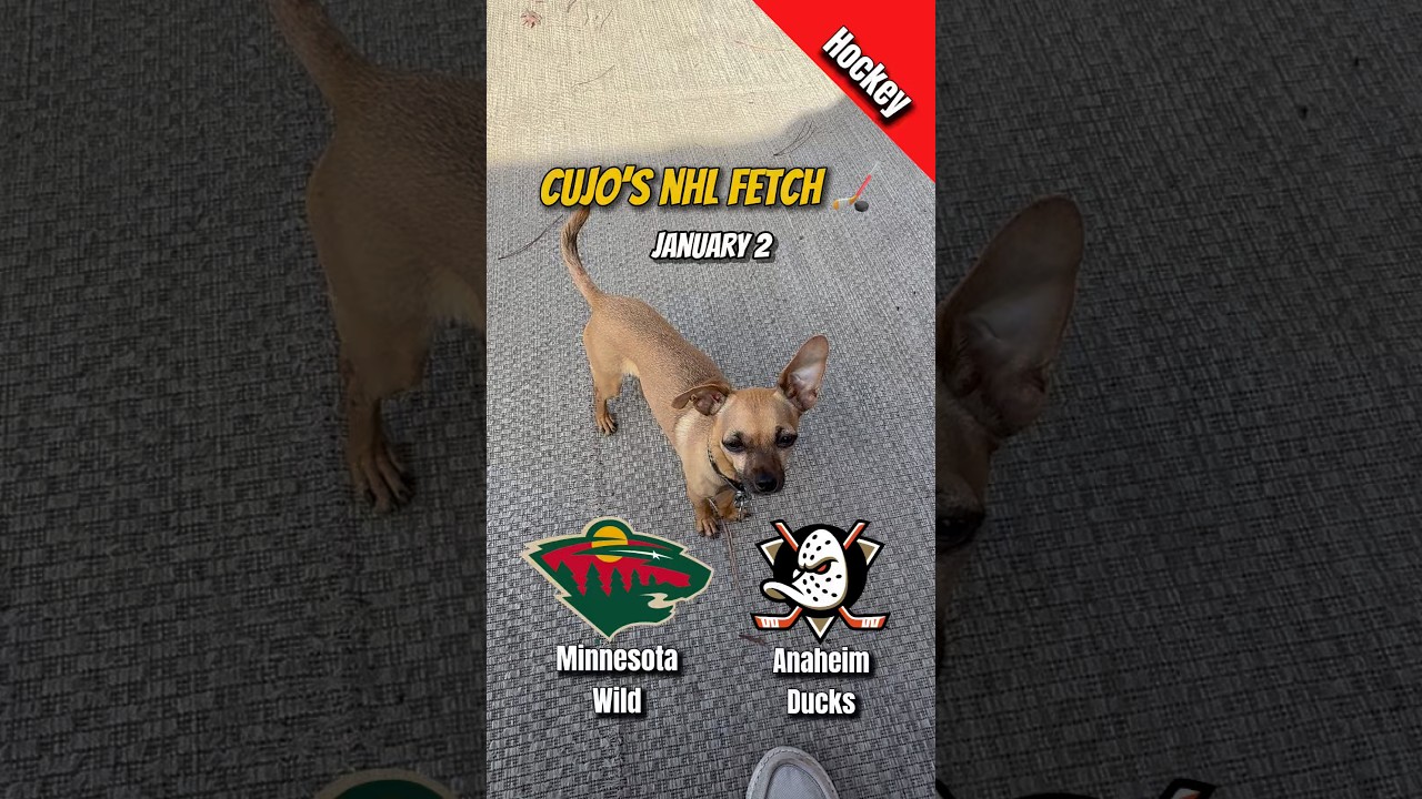 Cujo’s NHL Fetch | Minnesota Wild vs Anaheim Ducks 🐕 01-02-2026 NHL Hockey