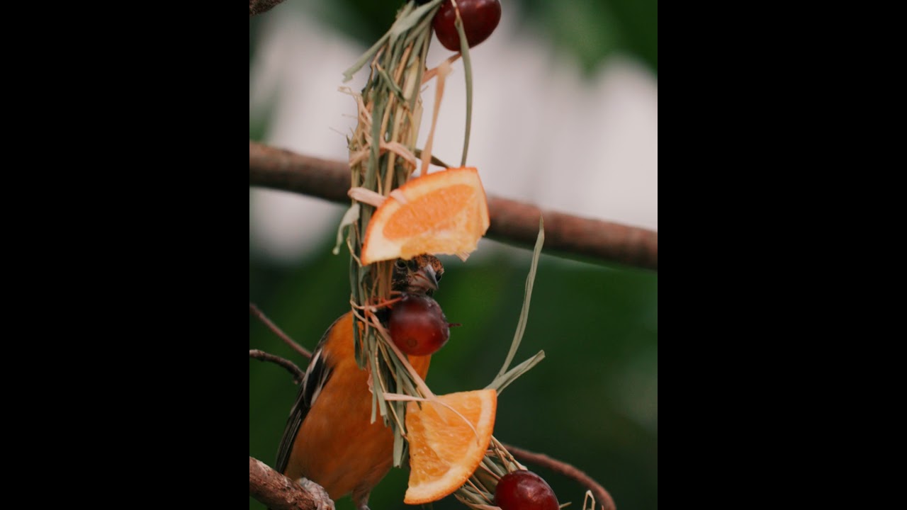 Whether Kevin understood the assignment or not, he delivered. Happy National Bird Day, Birdland!