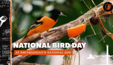 Meet the Oriole Birds at Smithsonian’s National Zoo | National Bird Day | Baltimore Orioles