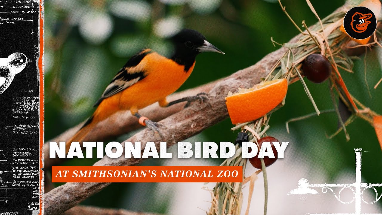 Meet the Oriole Birds at Smithsonian’s National Zoo | National Bird Day | Baltimore Orioles