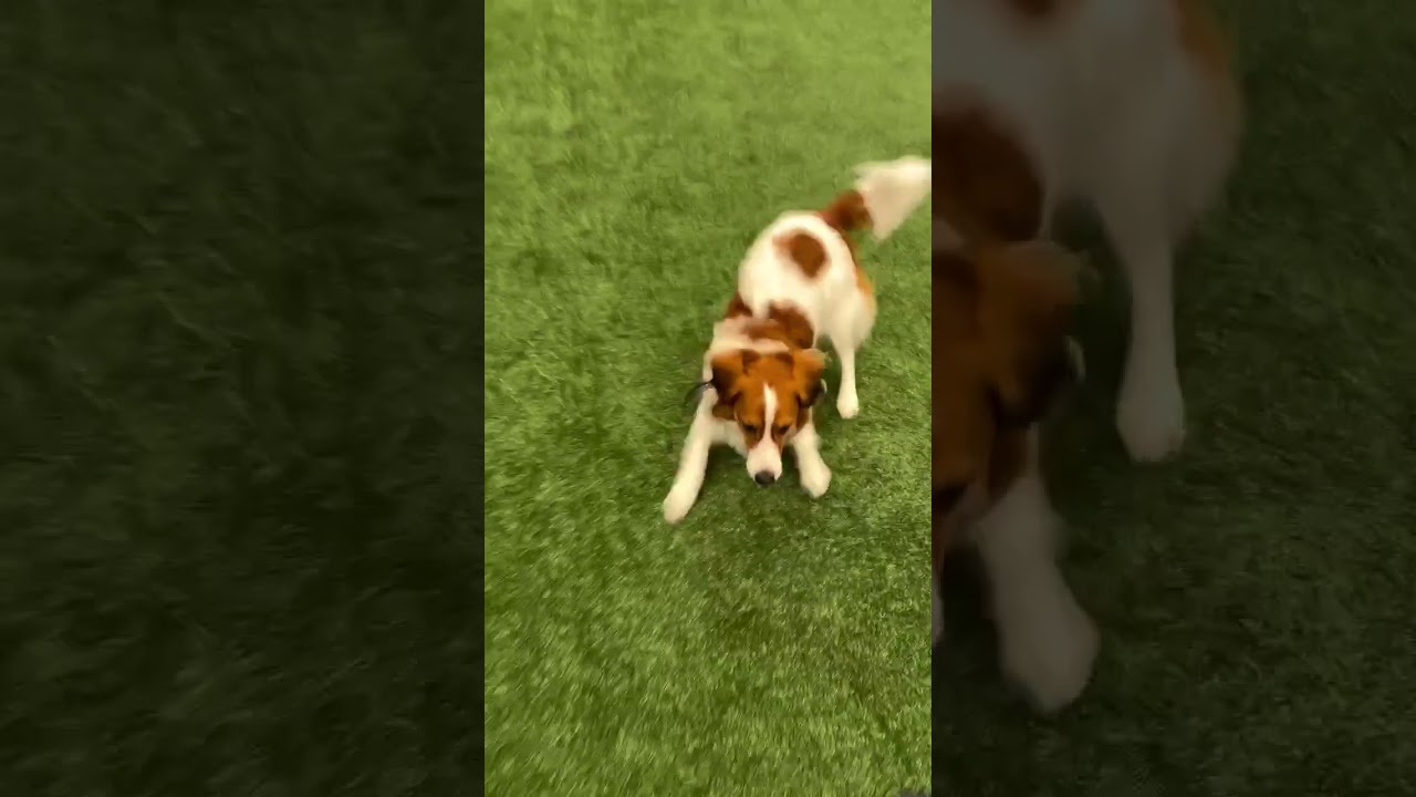 Decoy is gearing up for the 2026 season! ⚾️🐶