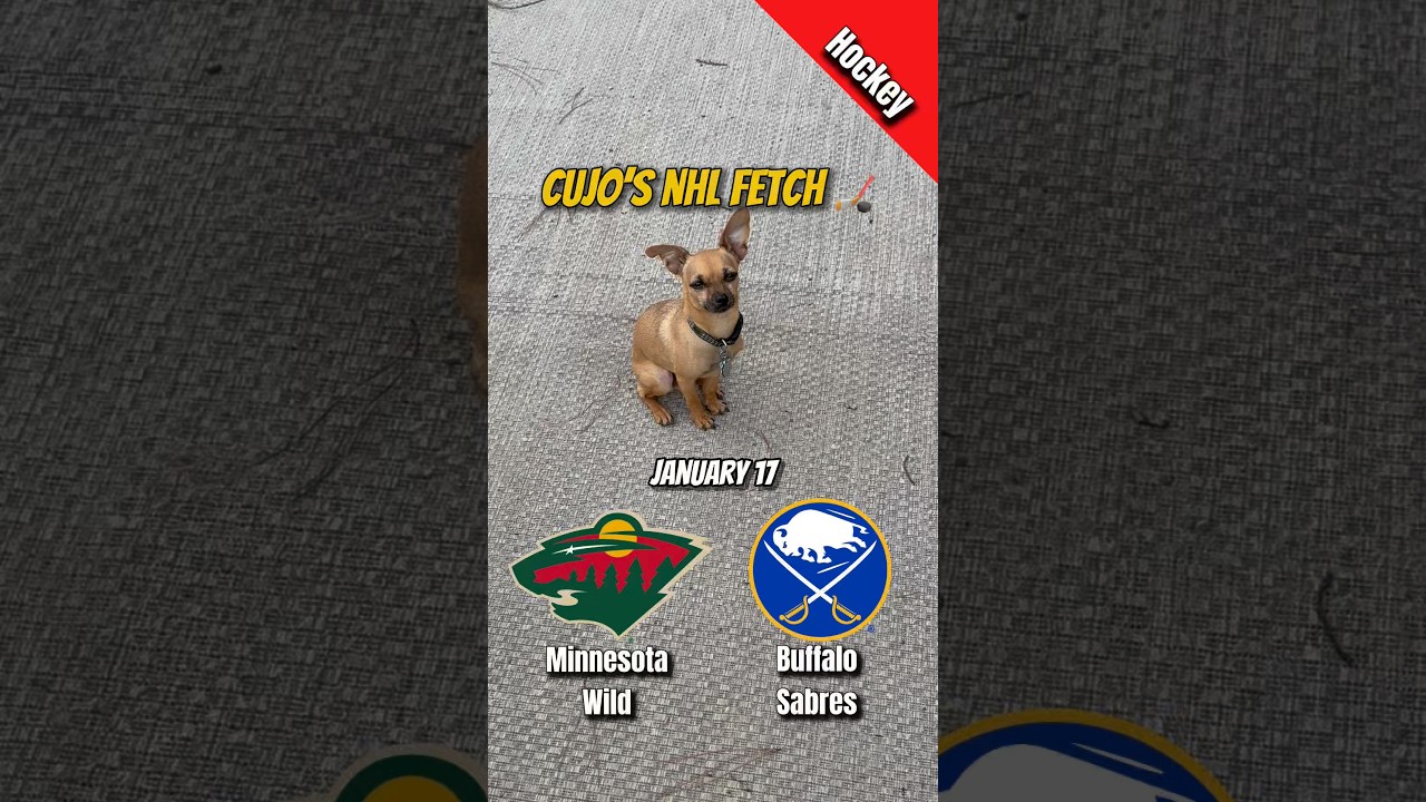 Cujo’s NHL Fetch | Wild vs Sabres 🐕 01-17-2026 NHL Hockey #cujocatches