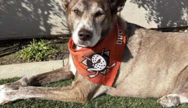 Lilly happy after 3-1 series win over the Kings.