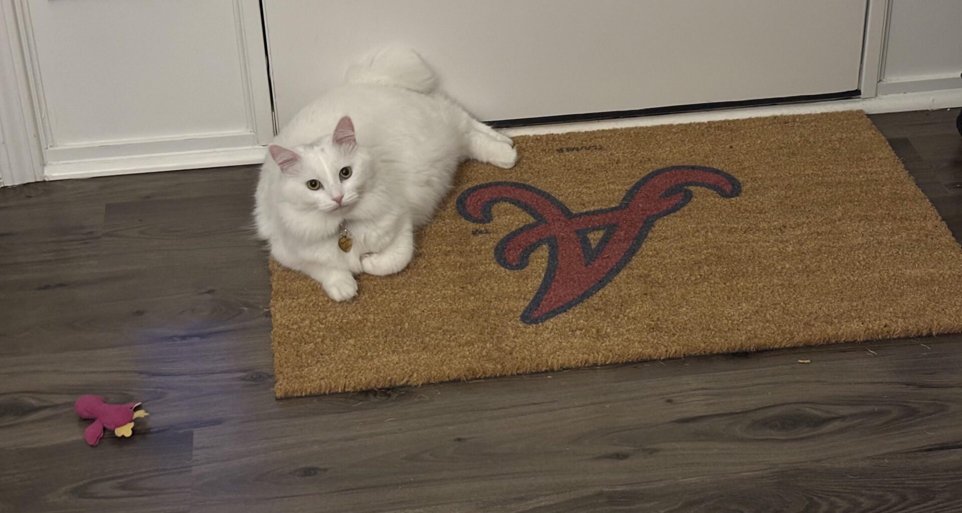 Taco Belle is ready for Spring training.