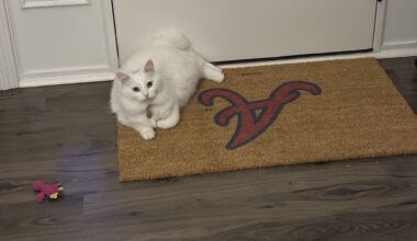 Taco Belle is ready for Spring training.