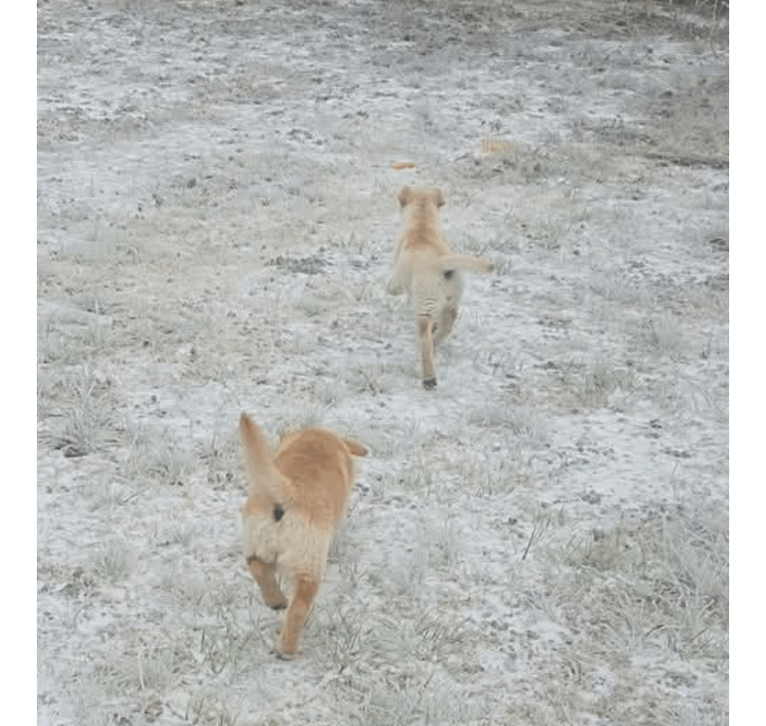 Undefeated since rescuing the kraken puppies!