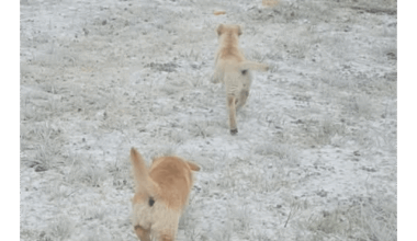 Undefeated since rescuing the kraken puppies!