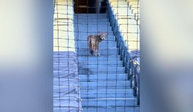 New unofficial mascot