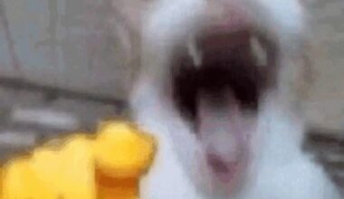 Your weekly /r/predators roundup for the week of January 01 - January 07, 2026