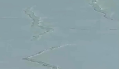 Why is this penguin heading directly into the mountains?