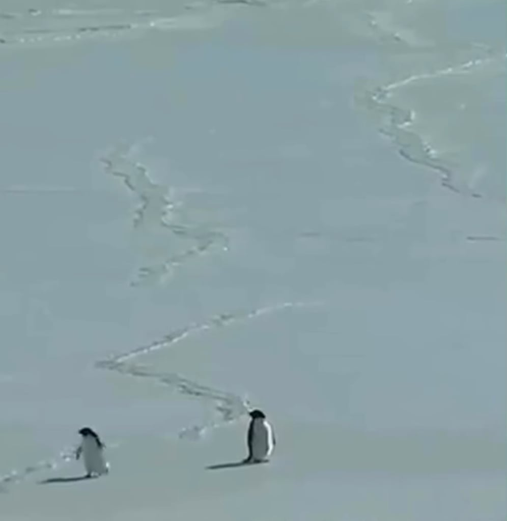 Why is this penguin heading directly into the mountains?