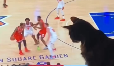 2 years ago, my cat wanted to help the Knicks!