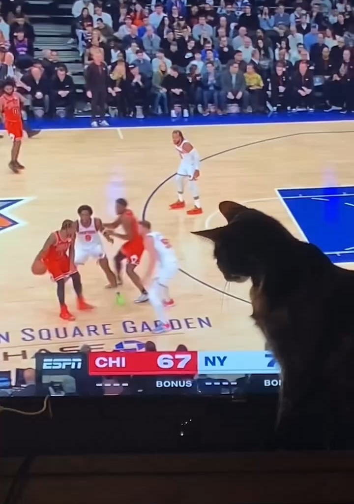 2 years ago, my cat wanted to help the Knicks!