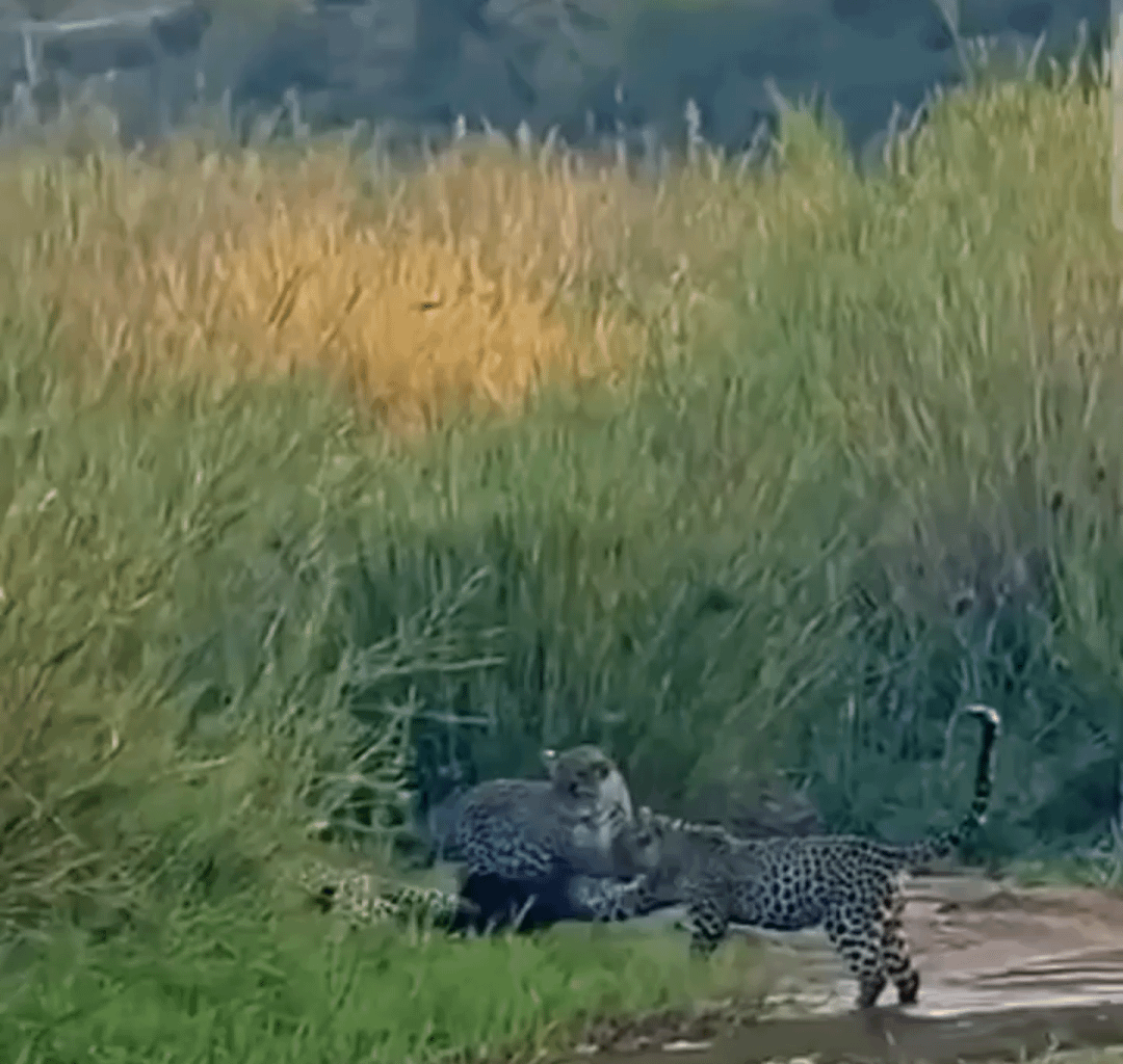 Can’t believe they ask Mathieu to take a pay cut and he’s still performing like this in his retirement.