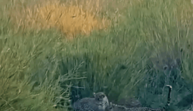 Can’t believe they ask Mathieu to take a pay cut and he’s still performing like this in his retirement.