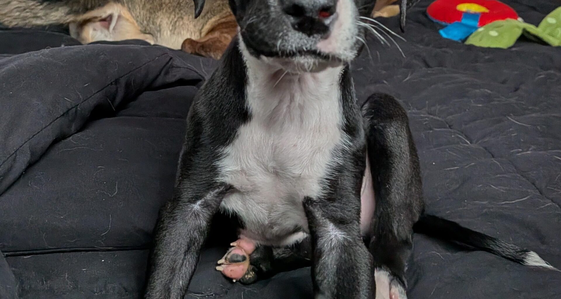 Friends, meet our new puppy Henrik Lundqvist