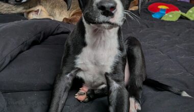 Friends, meet our new puppy Henrik Lundqvist