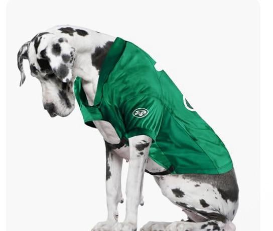 Is this Animal Abuse?