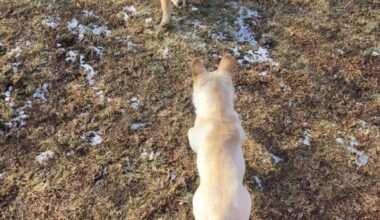 The Puppers are ready for the face-off tonight!