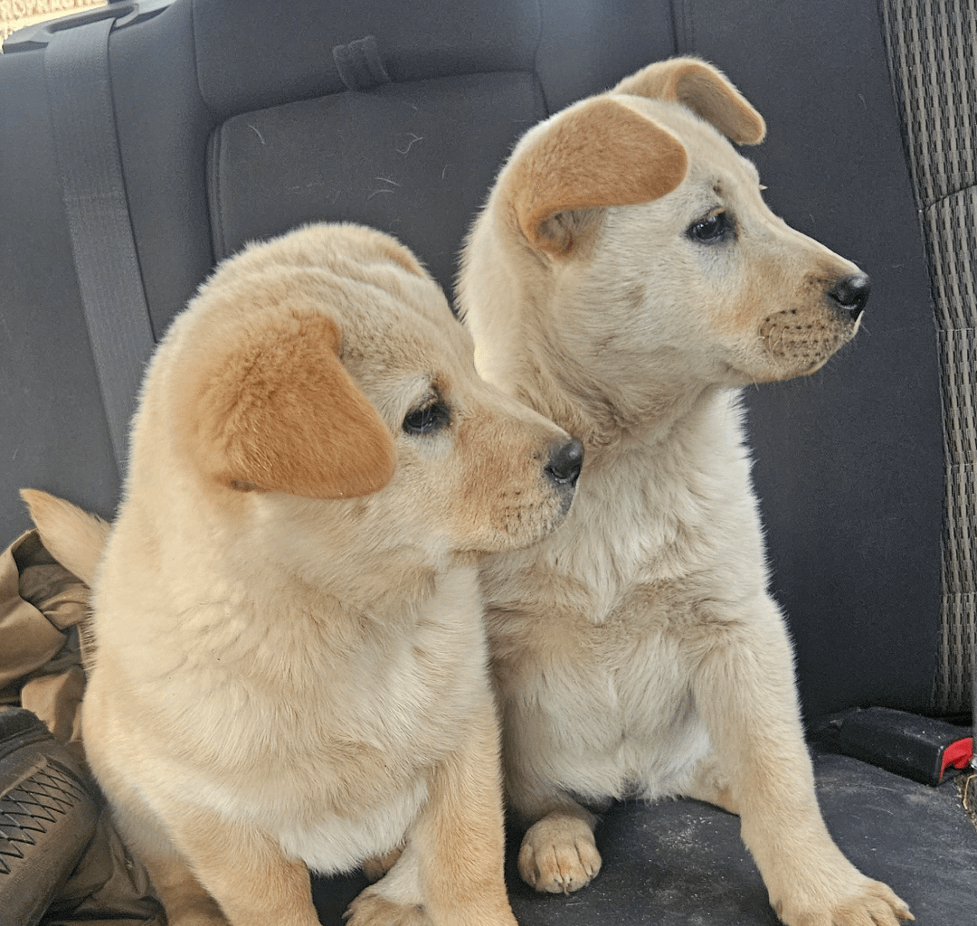 Meet Mattie and Mellie