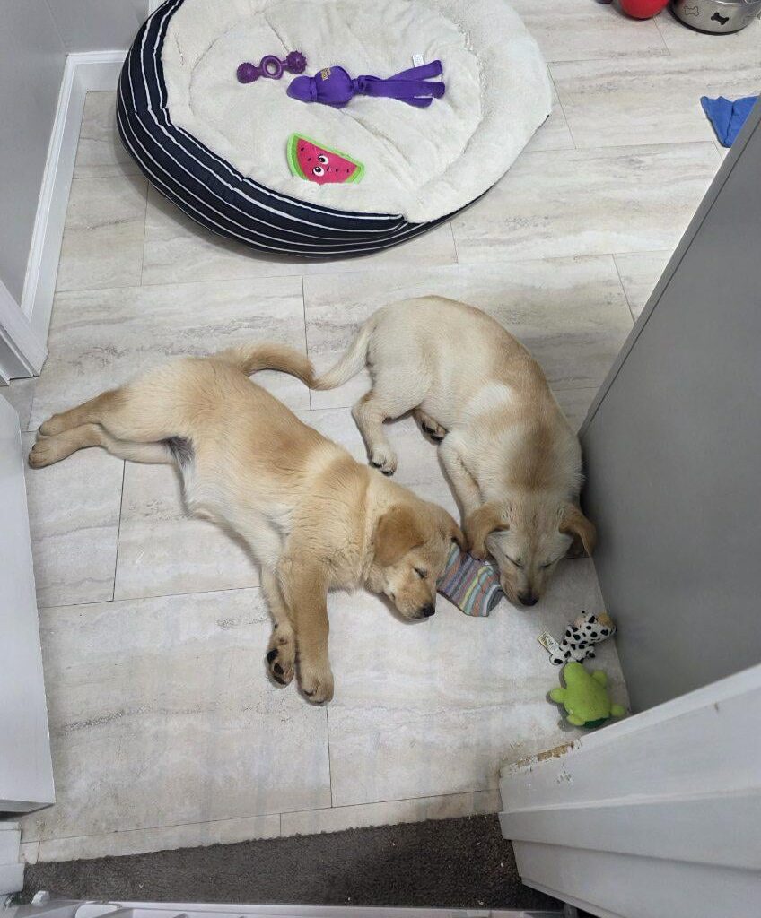 Undefeated puppers! 2-0!!