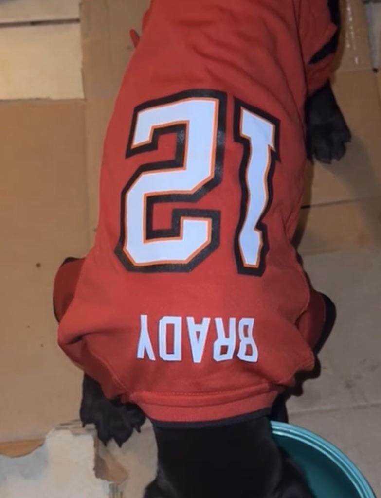 My cane Corso sporting a new Bucs jersey every week. Safe to say he’s a fan now lol