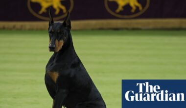 Doberman named Penny takes Westminster’s best in show as Catherine O’Hara honored | Westminster Dog Show