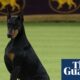 Doberman named Penny takes Westminster’s best in show as Catherine O’Hara honored | Westminster Dog Show