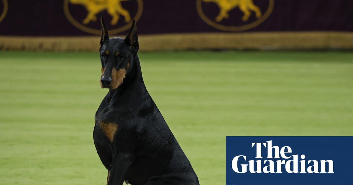 Doberman named Penny takes Westminster’s best in show as Catherine O’Hara honored | Westminster Dog Show