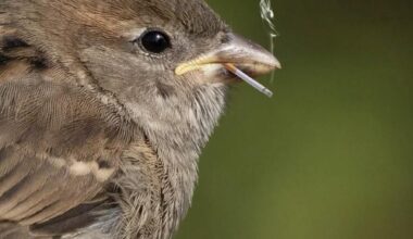 Per the Isles on (X/twitter) rally bird was released…1-0 at games and a big 2 points tonight. We’ll never forget you. Fly free little man.