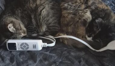 Flames (22-26-6) vs Leafs (25-21-9) - February 2nd - GDT